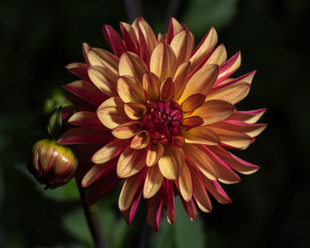 Close-up of yellow flower blooming outdoors