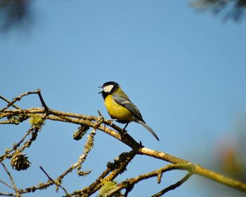 Low angle view of bird perching on branch