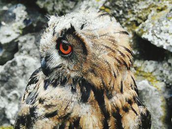 Close-up of owl