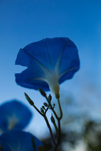Close-up of flower against clear blue sky