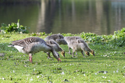 Duck drinking water