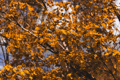 Low angle view of autumnal trees