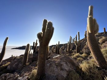 Low angle view of cactuses park against sky