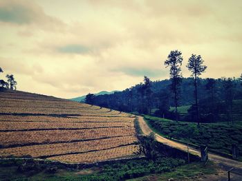 Scenic view of agricultural field against sky