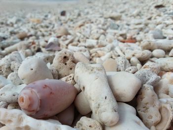 Close-up of eggs on sand at beach