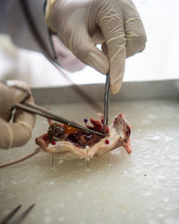 Dissection activity in the lab