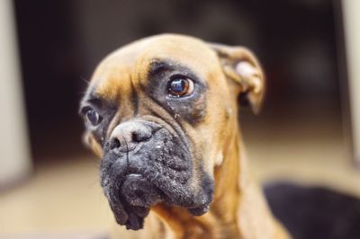 Close-up portrait of dog