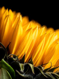 Close-up of yellow flower against black background