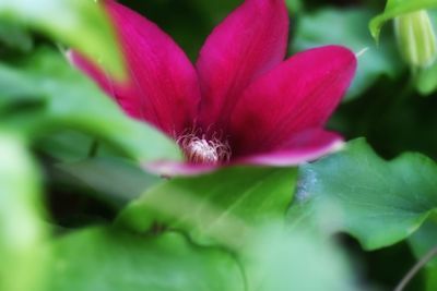 Close-up of pink flower