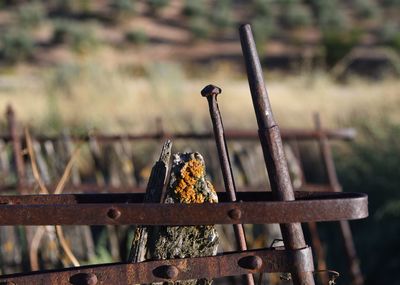 Close-up of rusty metal fence against blurred background