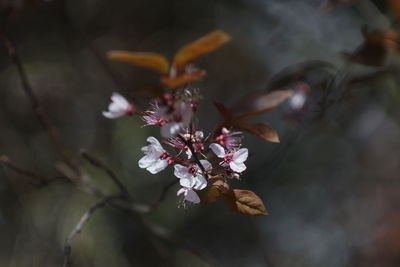 Close-up of pink cherry blossom