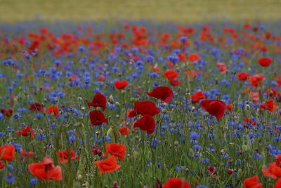 Close-up of poppy flowers in field