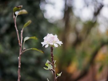 Close-up of white flowers