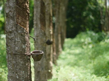 Close-up of bamboo on tree trunk in forest