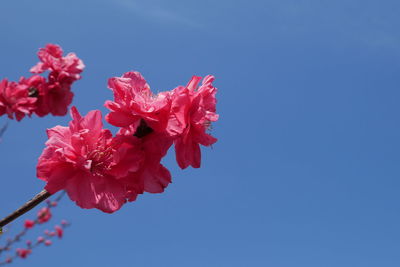 Low angle view of pink cherry blossoms against clear sky