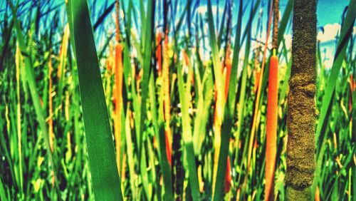 Close-up of plants growing on field