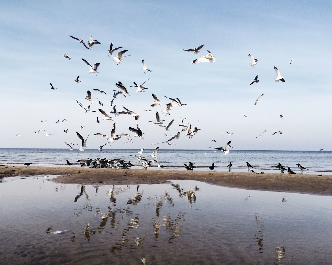 bird, animal themes, animals in the wild, water, sea, flying, flock of birds, wildlife, beach, horizon over water, sky, seagull, nature, shore, tranquil scene, scenics, beauty in nature, tranquility, medium group of animals