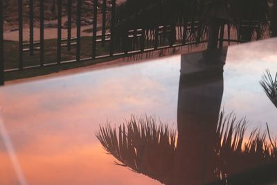 Close-up of plants against sky at sunset