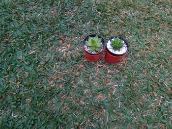 High angle view of potted plant on field