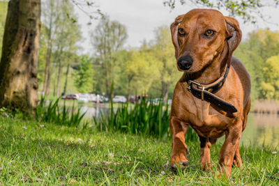 Dog in a field