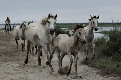 Horses in a field