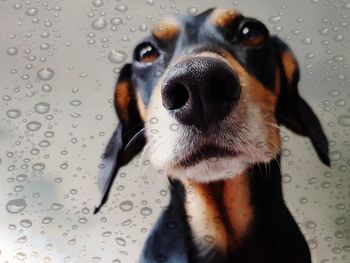 Close-up of wet dog