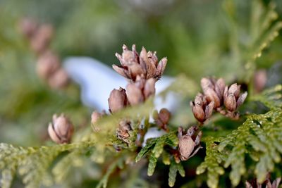 Close-up of flowers