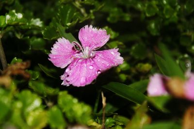 Close-up of pink flowers