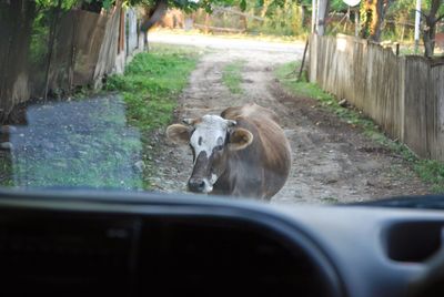 Dog on road