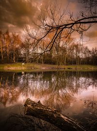 Reflection of bare trees in lake