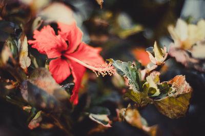 Close-up of wilted plant with red leaves