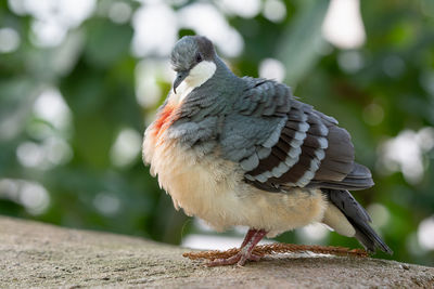 Adult bleeding heart dove sits perched and watching on a sunny day in the forest