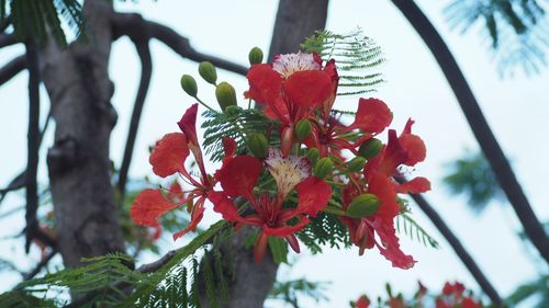 Low angle view of red flowers blooming on tree