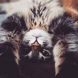 Close-up portrait of cat