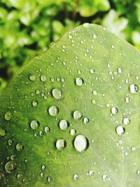 Close-up of raindrops on grass