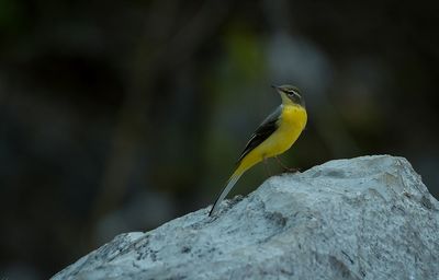 Close-up of bird perching on rock