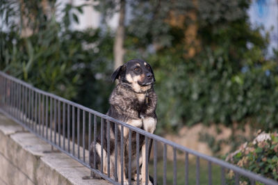 Dog sitting on retaining wall by railing against trees