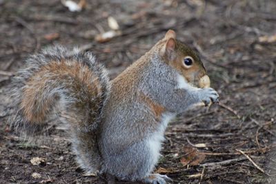 Close-up of squirrel on field