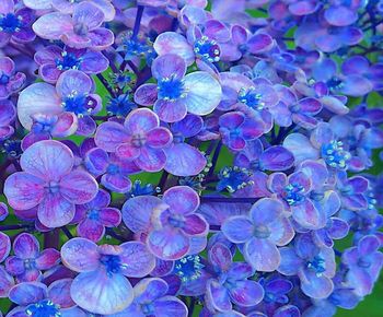 High angle view of purple flowering plants