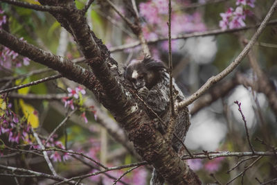 Low angle view of monkey on tree