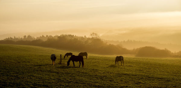 Horses grazing on field against sky during sunset