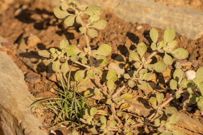 High angle view of plants growing on field