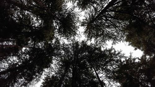 Low angle view of trees