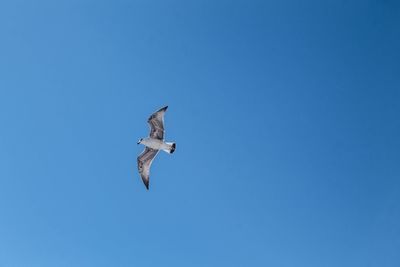 Low angle view of seagull flying