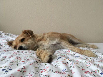 Dog relaxing on bed at home