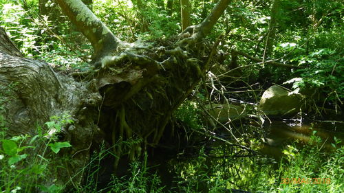 Moss growing on tree trunk in forest
