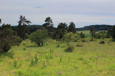 Plants growing on land against sky