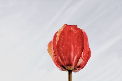 Low angle view of red tulip against wall