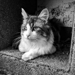 Portrait of cat sitting outdoors