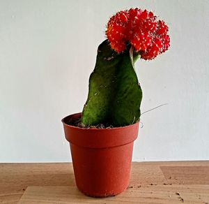 Close-up of red potted plant on table